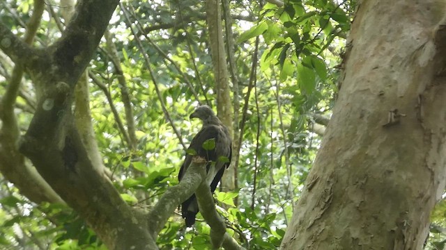 Gray-headed Fish-Eagle - ML658878320