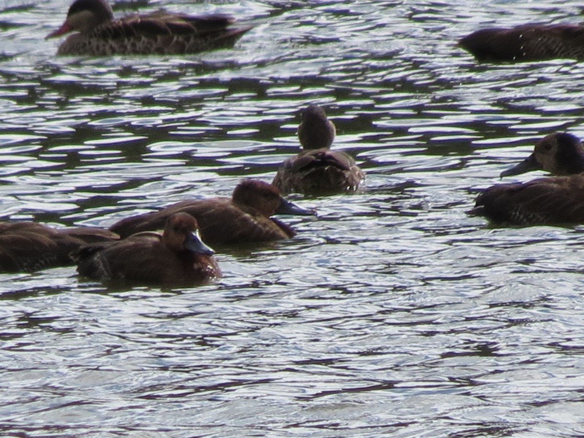 Meller's Duck - ML658878880