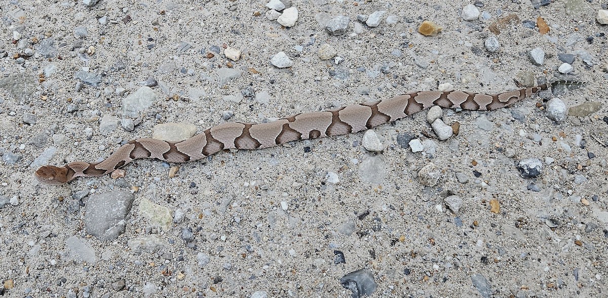 Eastern Copperhead - ML658878962