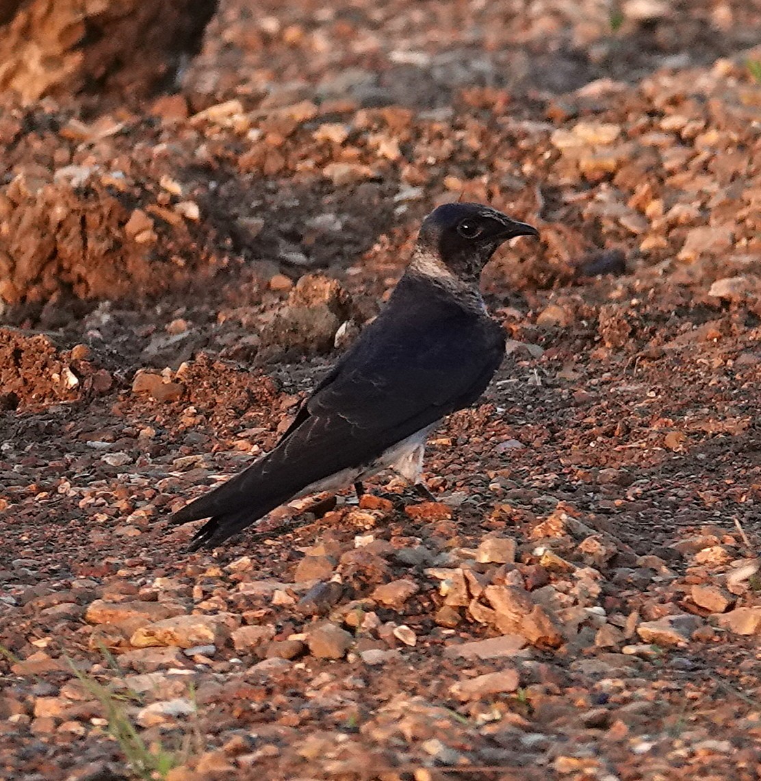 Purple Martin - ML658879395