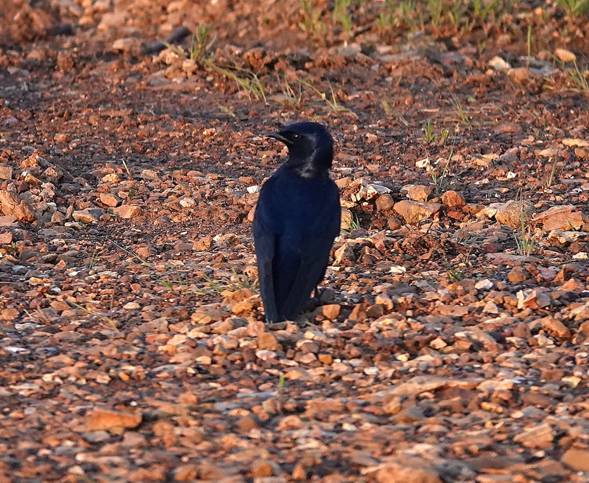 Purple Martin - ML658879396