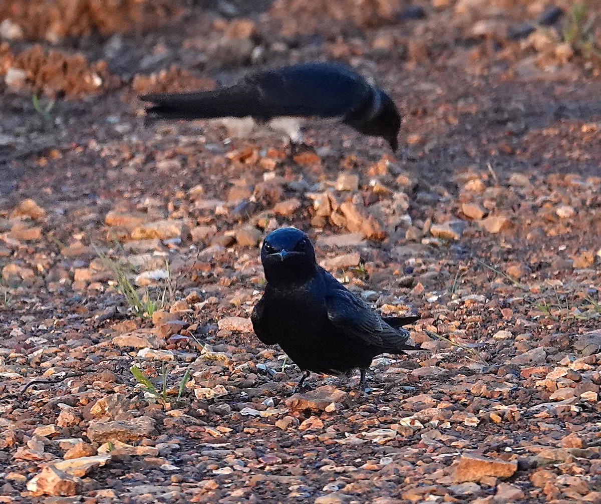 Purple Martin - ML658879397