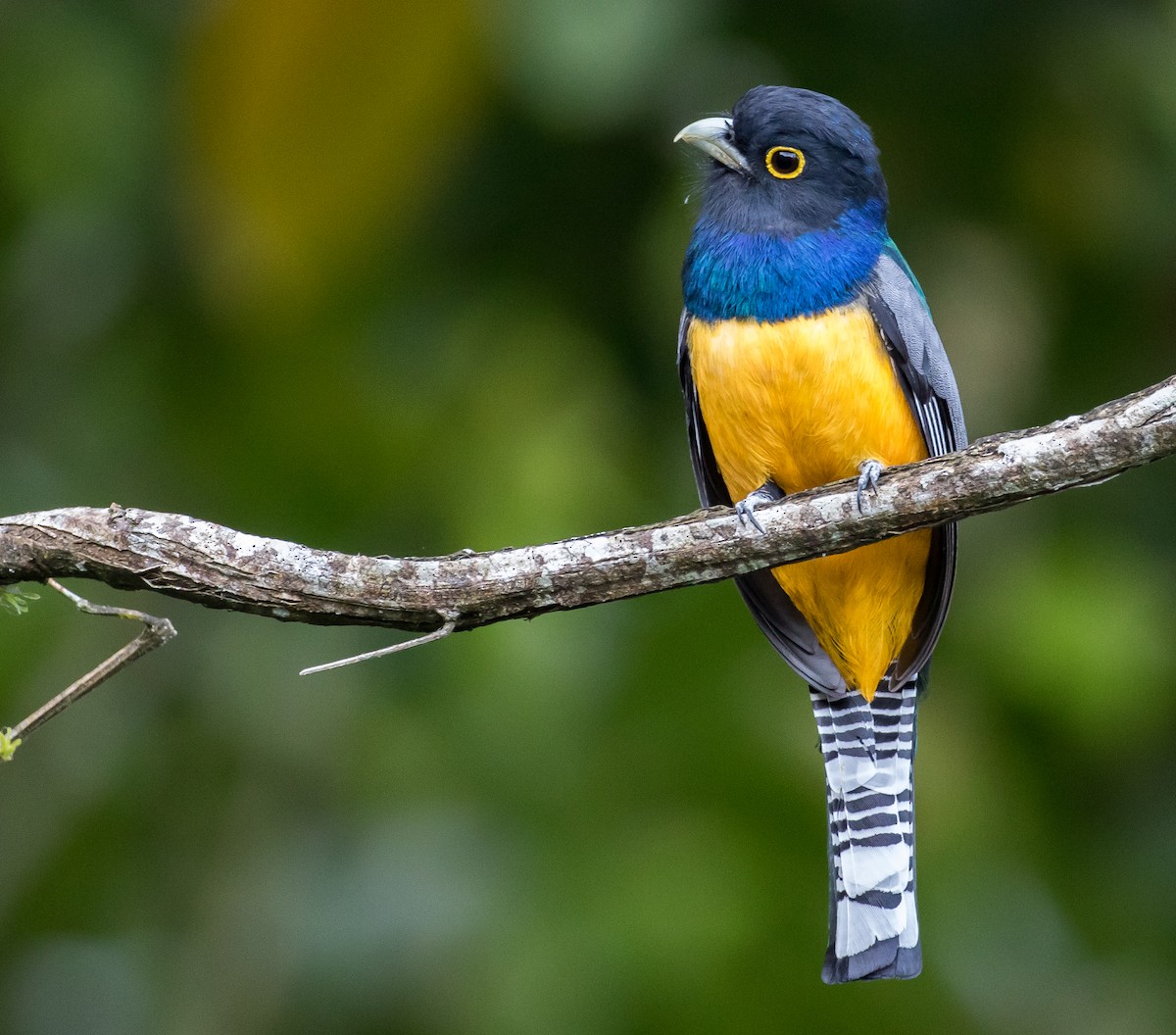 Gartered Trogon - ML65888011