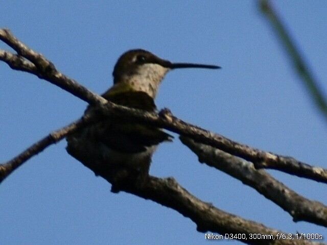 Colibri à gorge rubis - ML65888021