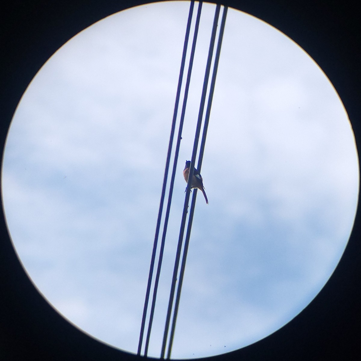Rougequeue aurore - ML658882727