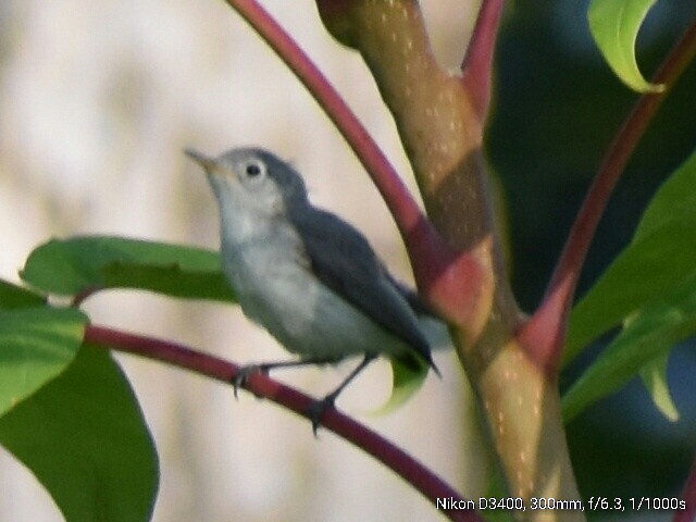 Blue-gray Gnatcatcher - ML65888281