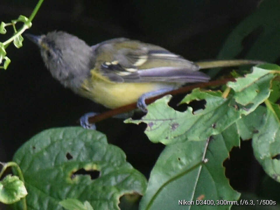 White-eyed Vireo (White-eyed) - Kathy Mcallister