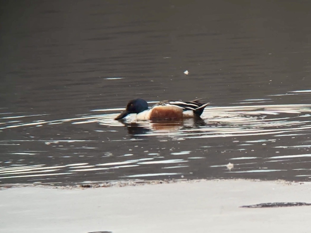 Northern Shoveler - ML658885090