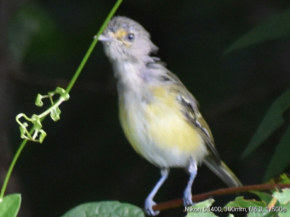 hvitøyevireo (griseus gr.) - ML65888581