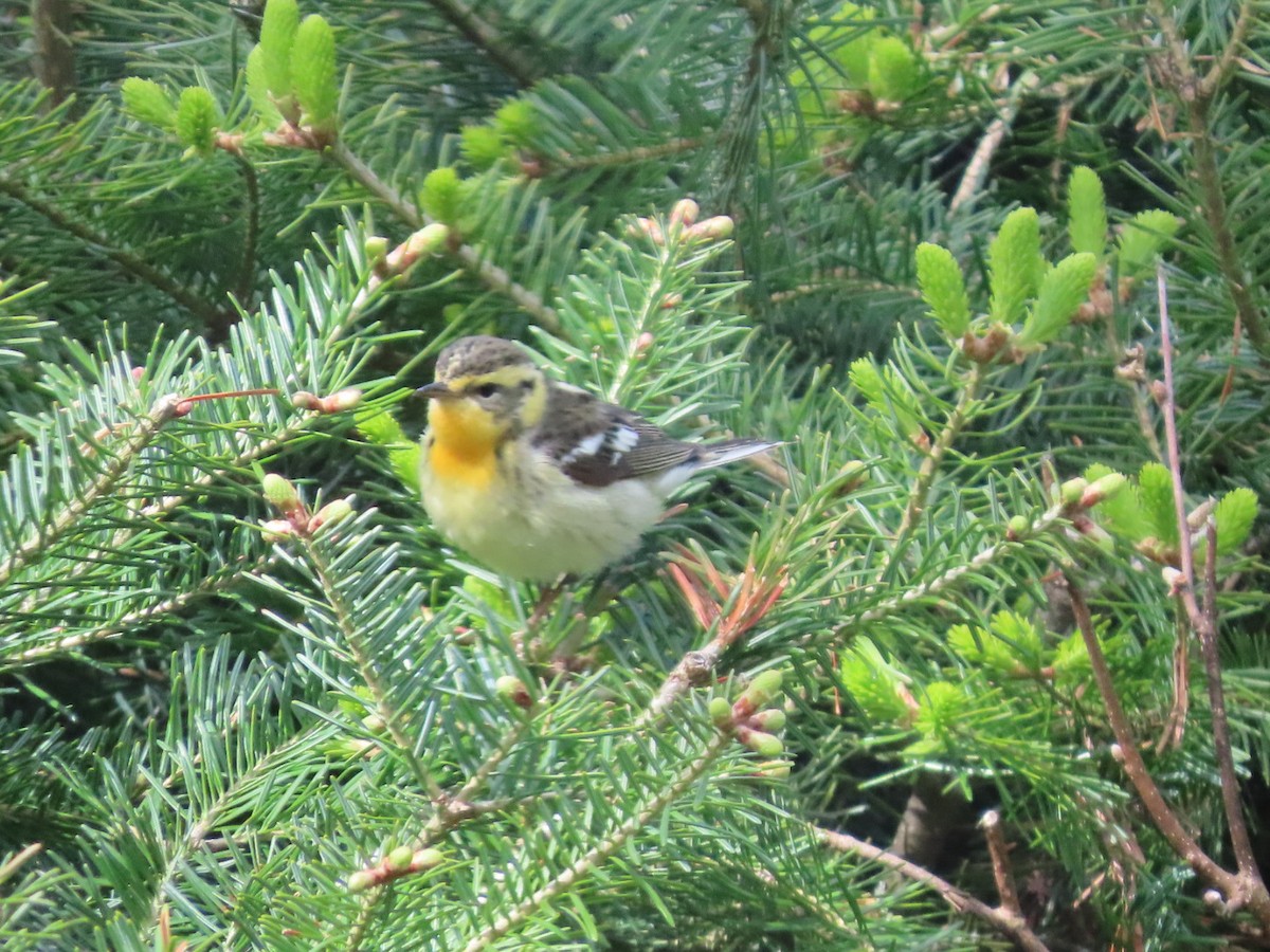 Blackburnian Warbler - ML658887037