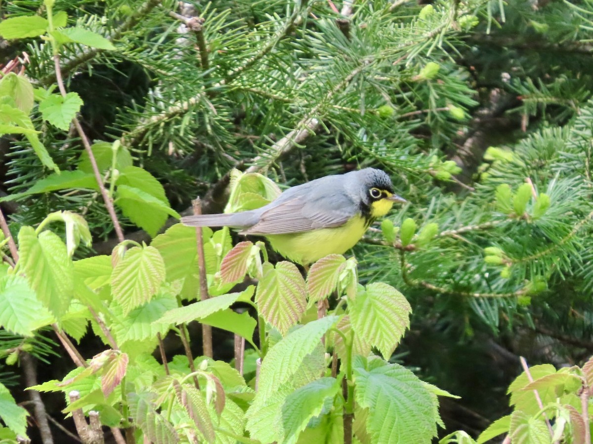 Canada Warbler - ML658887066