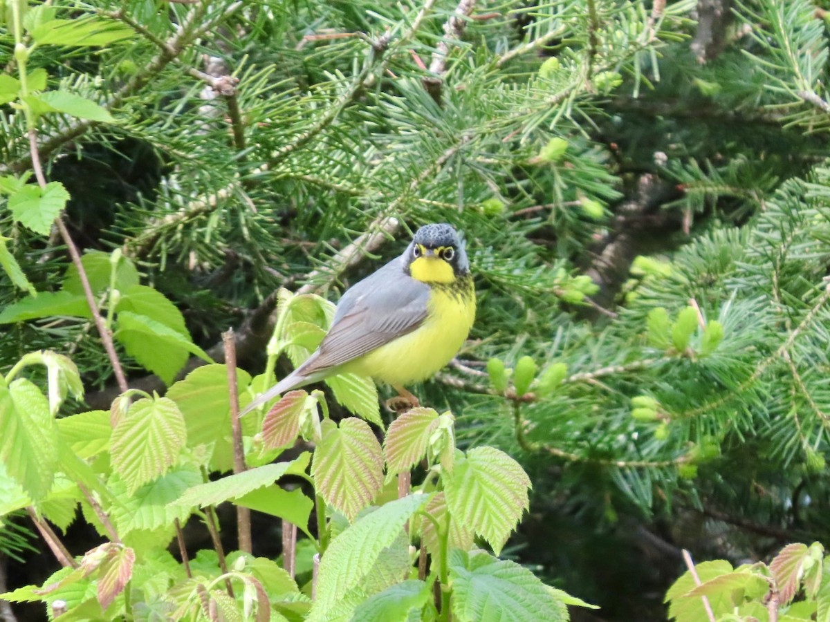 Canada Warbler - ML658887067
