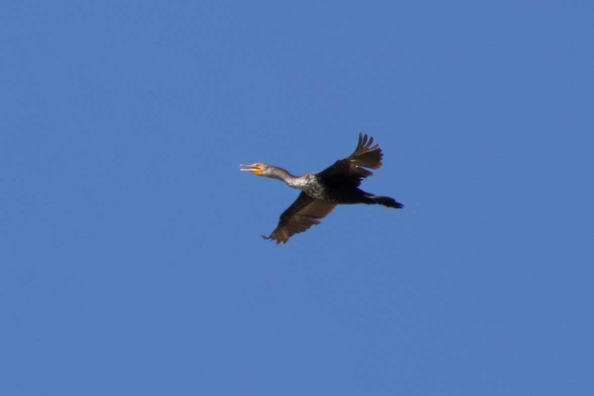 Double-crested Cormorant - ML658889090