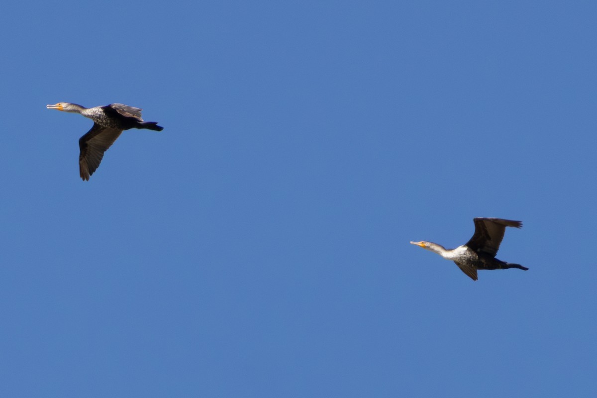 Double-crested Cormorant - ML658889091