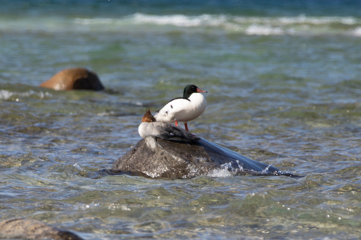 Common Merganser - ML658889107