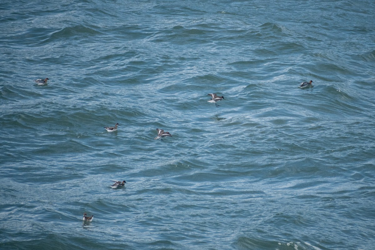 Phalarope à bec étroit - ML658890608