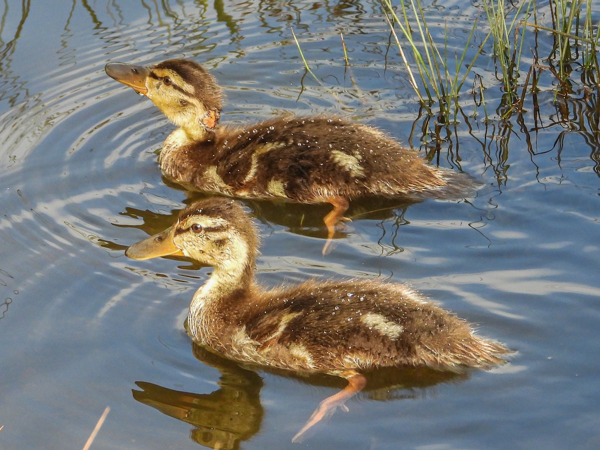 Mallard - ML658891363