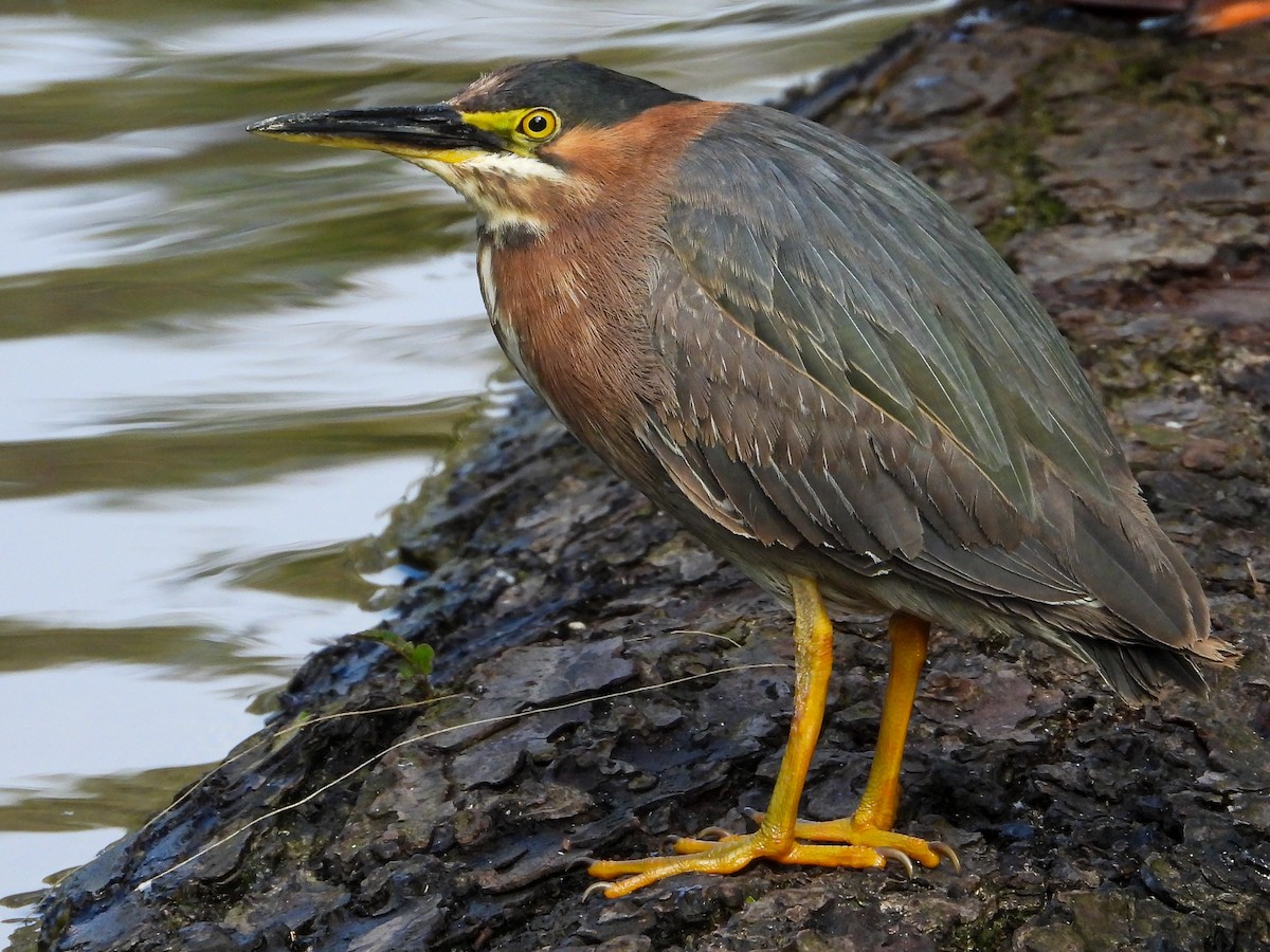 Green Heron - ML658891375