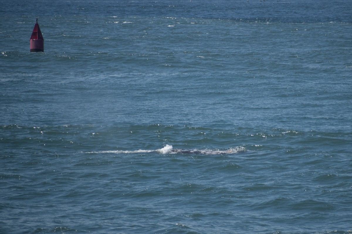 Baleine grise - ML658891526