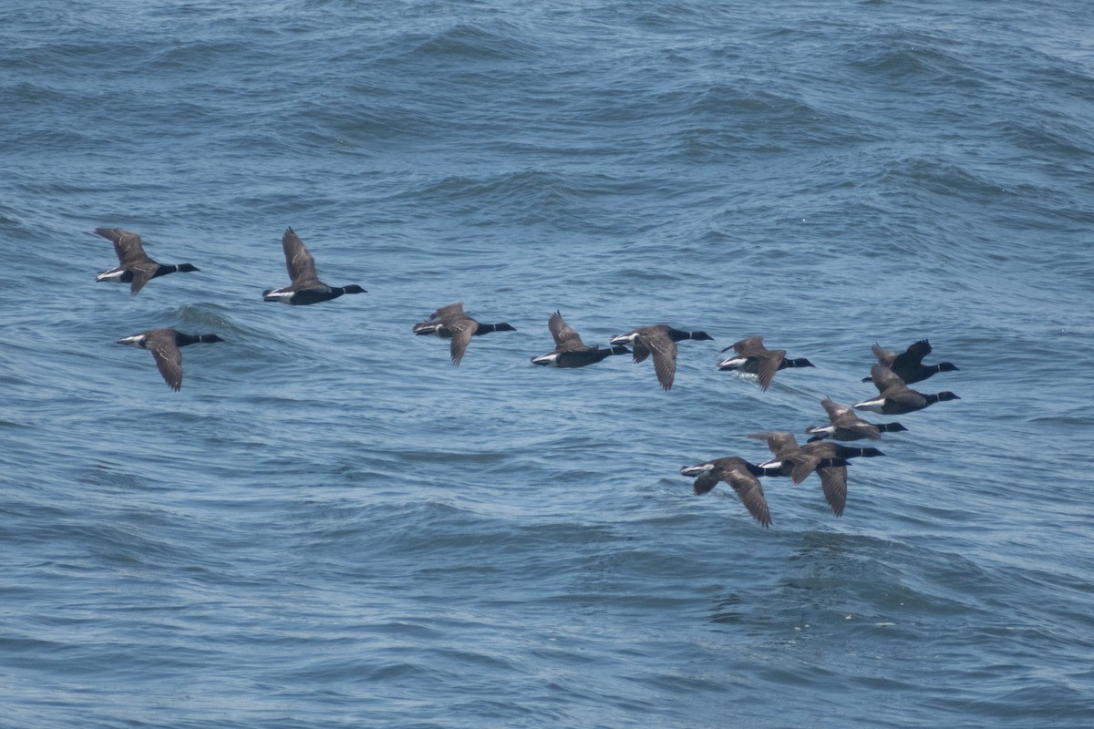 Bernache cravant (nigricans) - ML658891734