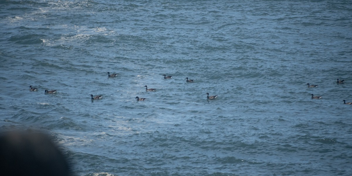 Bernache cravant (nigricans) - ML658891735