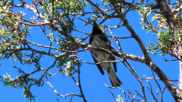 Golden-cheeked Warbler - ML658892863