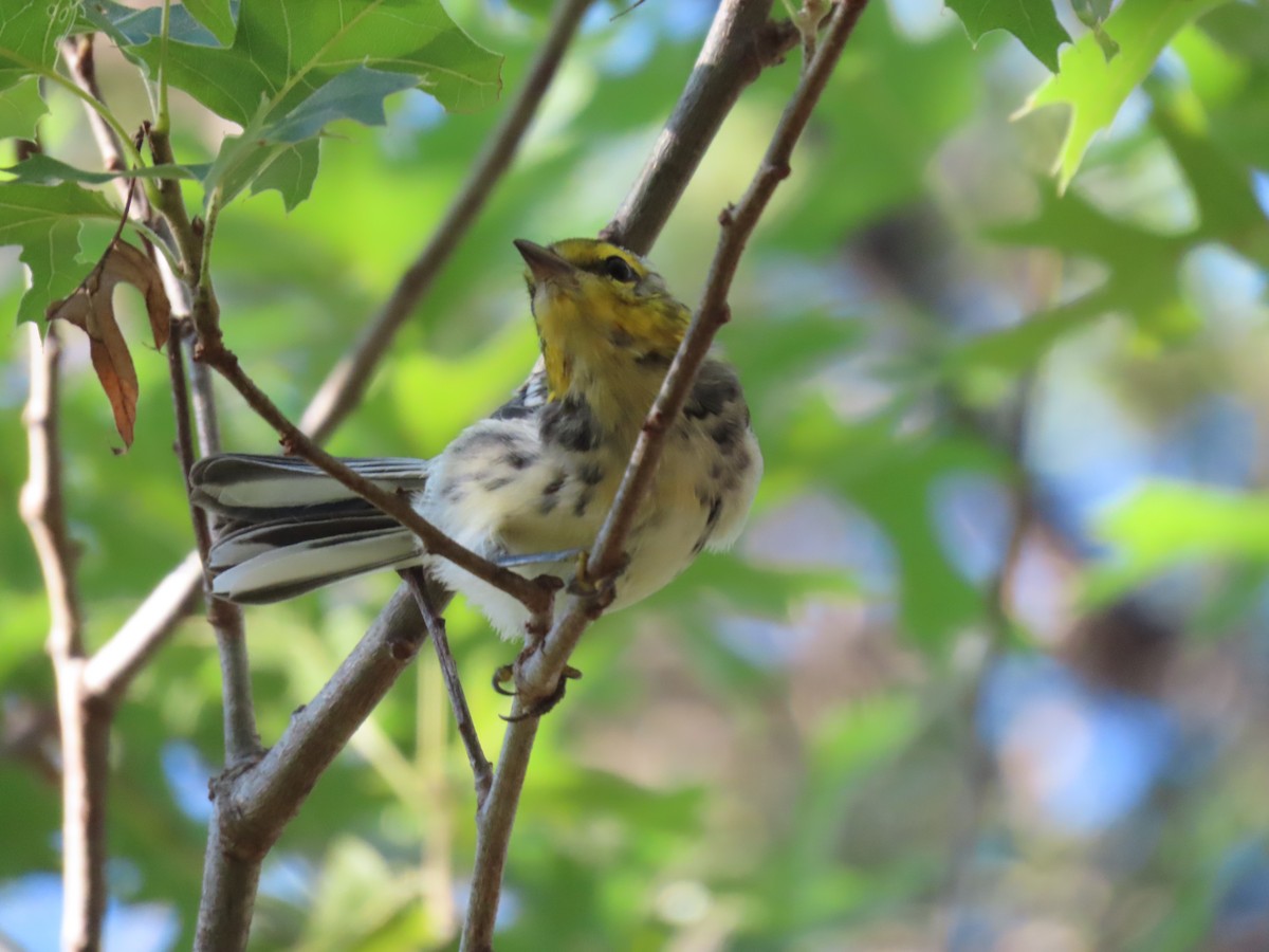 Golden-cheeked Warbler - ML658892866