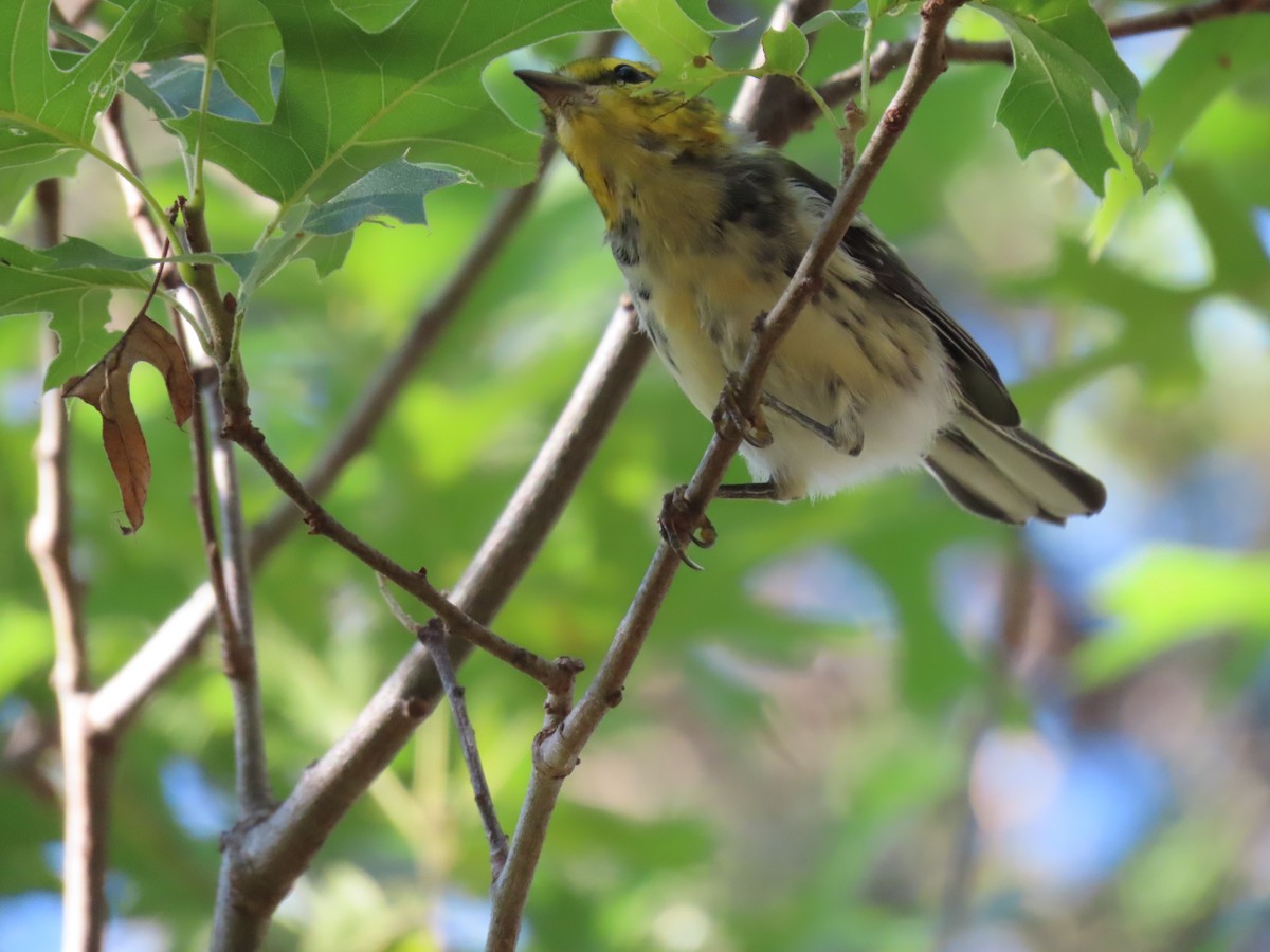 Golden-cheeked Warbler - ML658892867
