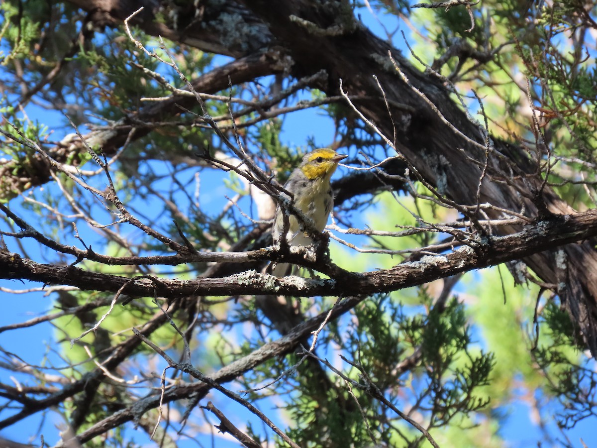 Golden-cheeked Warbler - ML658892868
