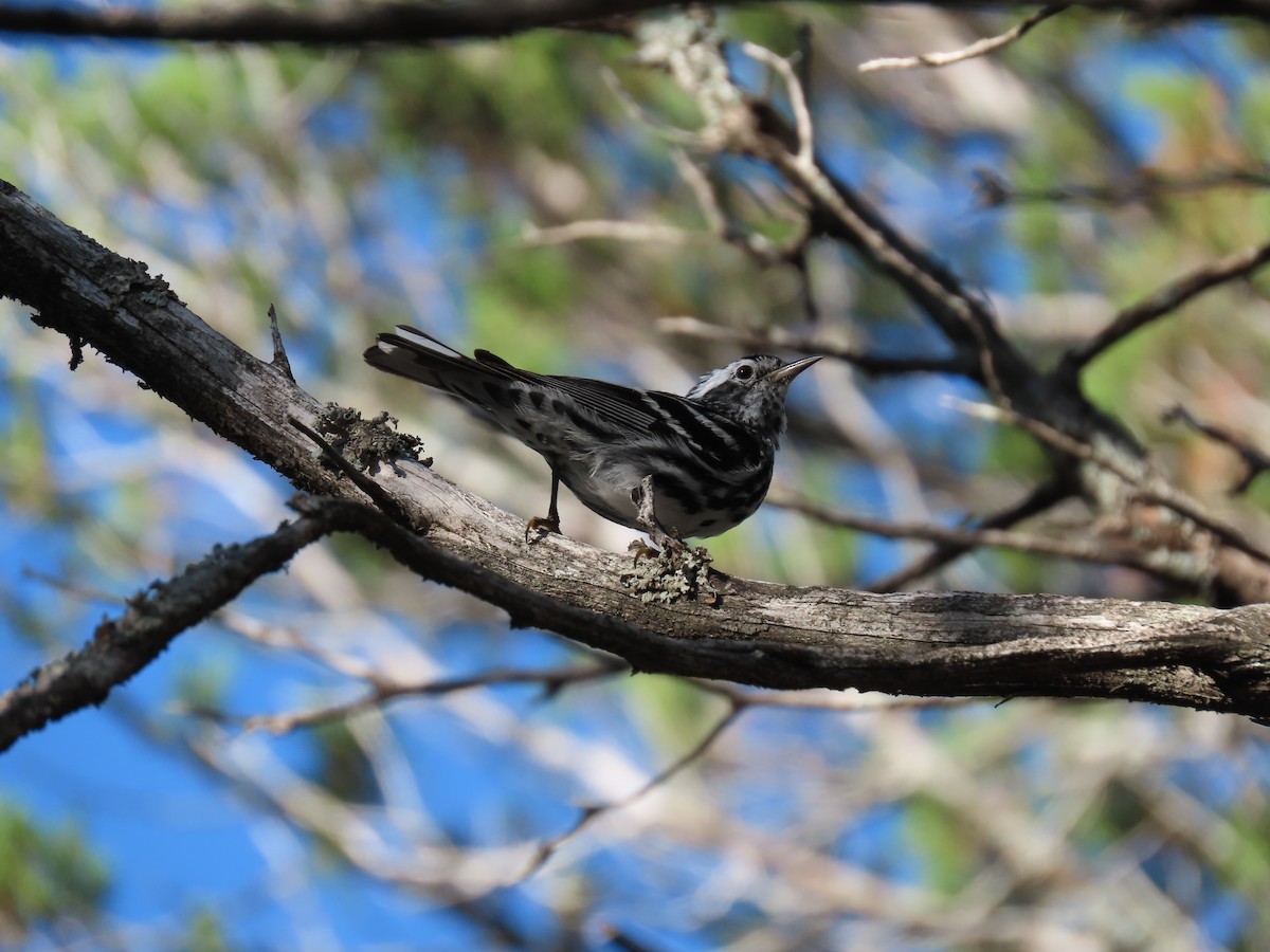 Black-and-white Warbler - ML658892890