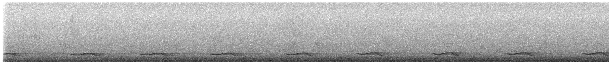 קואל אסייתי - ML658893079