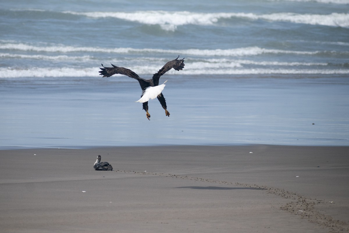 Pacific Loon - ML658893624