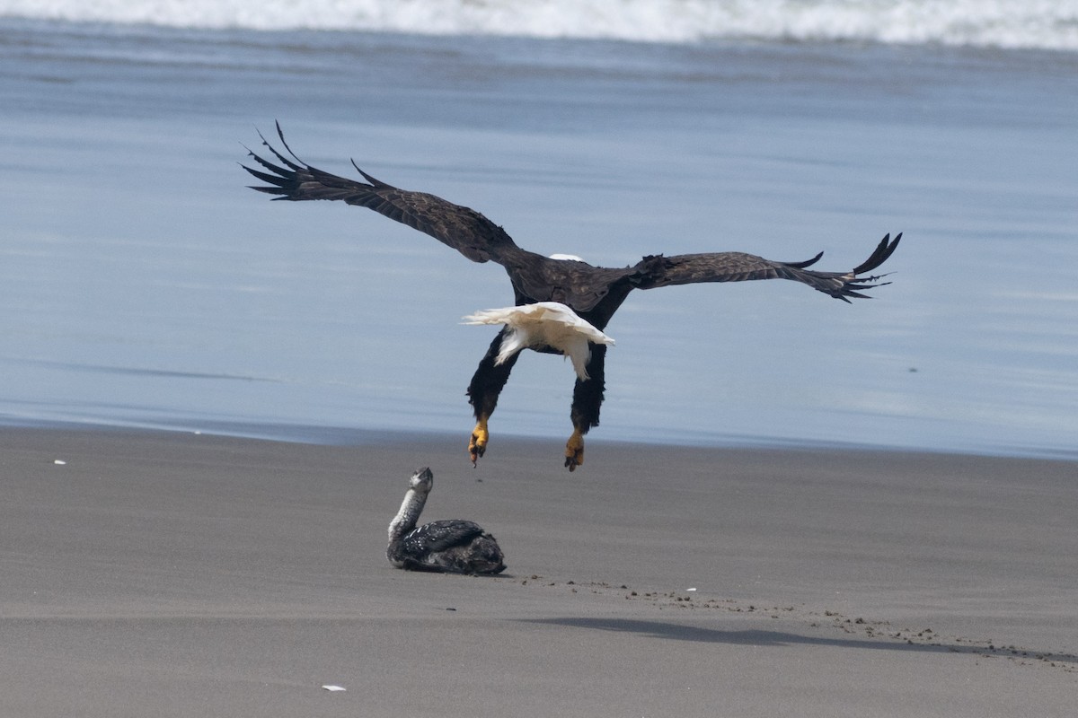 Pacific Loon - ML658893648