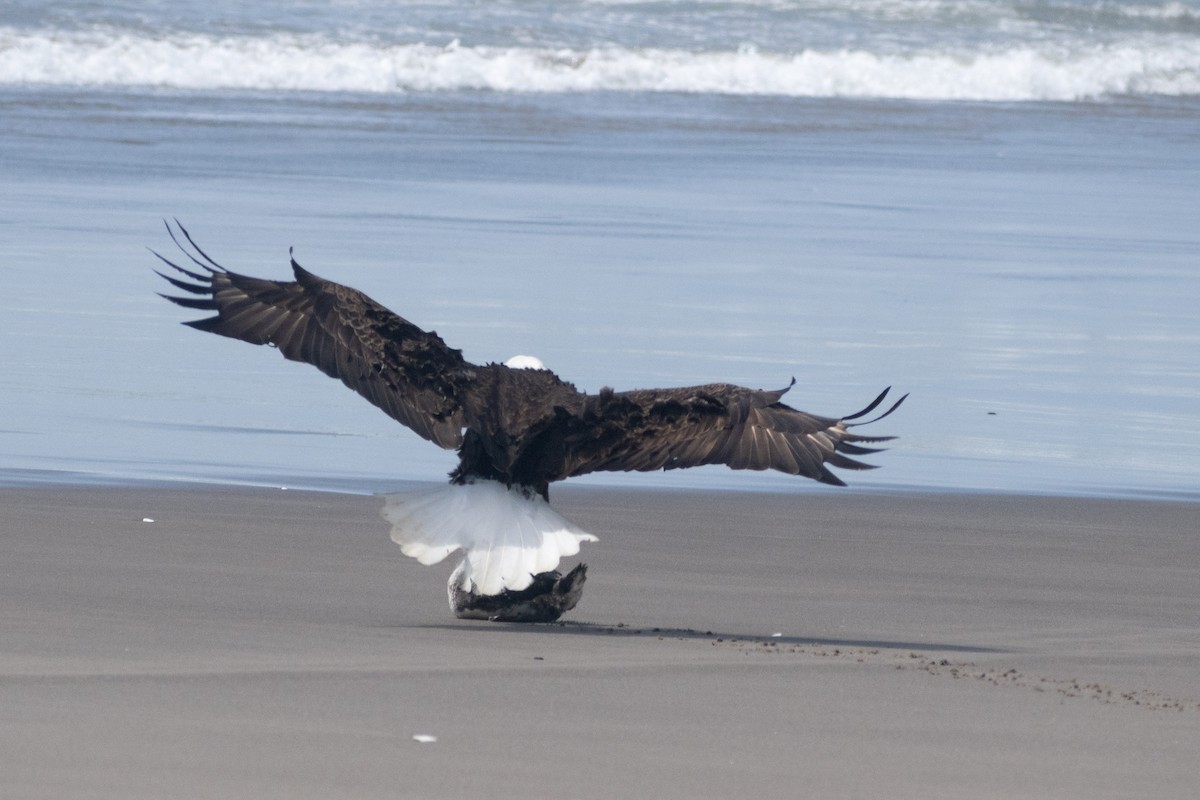 Bald Eagle - ML658893676