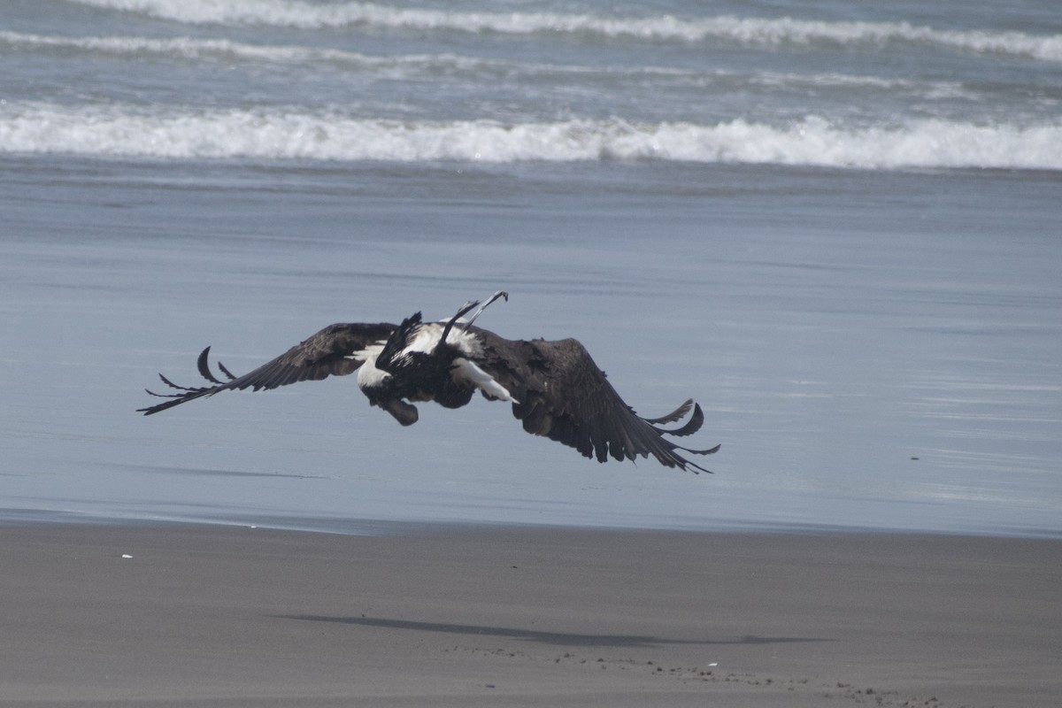 Bald Eagle - ML658893683