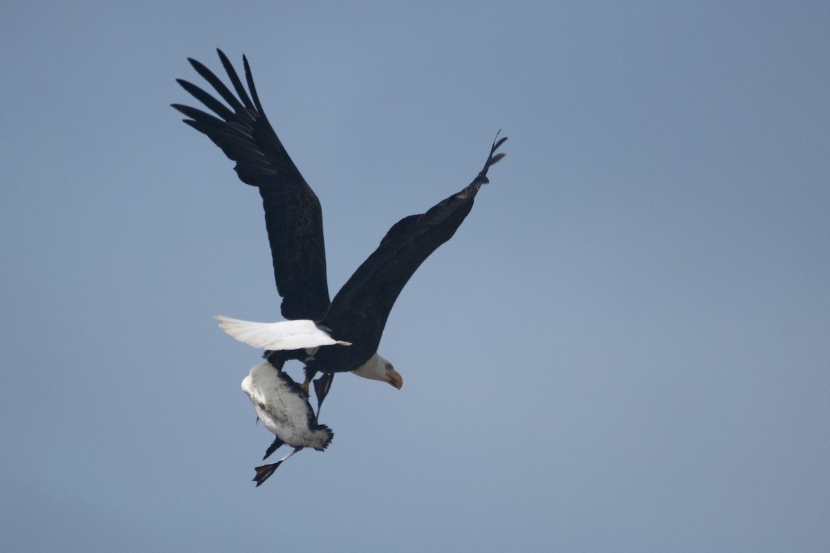 Bald Eagle - ML658893687
