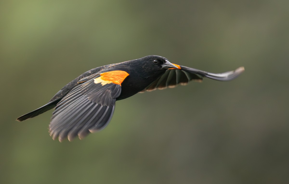 Red-winged Blackbird - ML658894843
