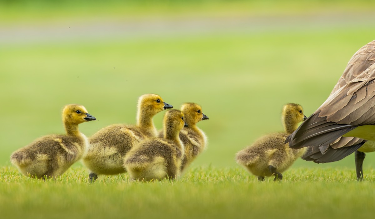 Canada Goose - ML658894855