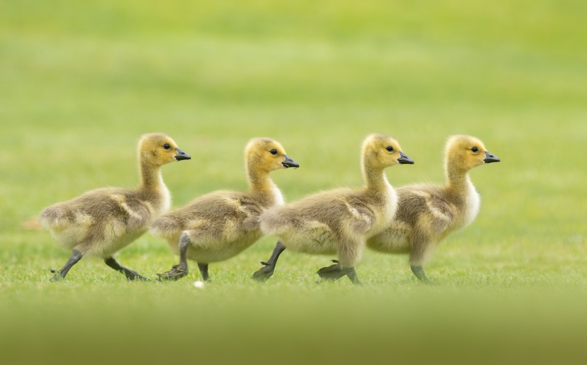 Canada Goose - ML658894882