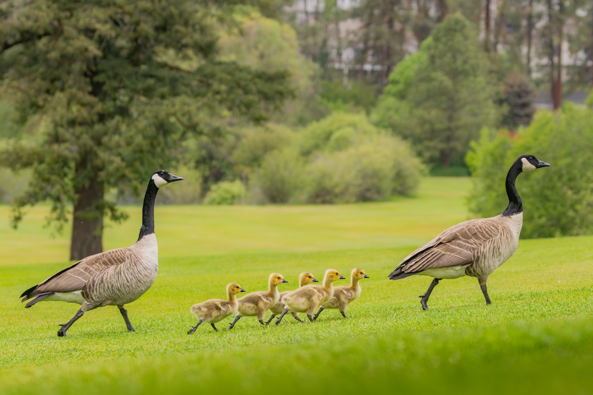 Canada Goose - ML658894883