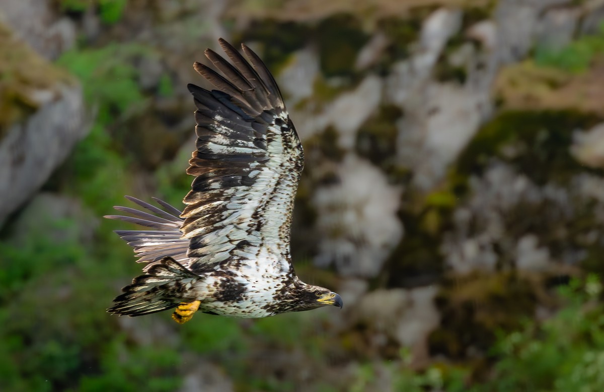 Bald Eagle - ML658894987