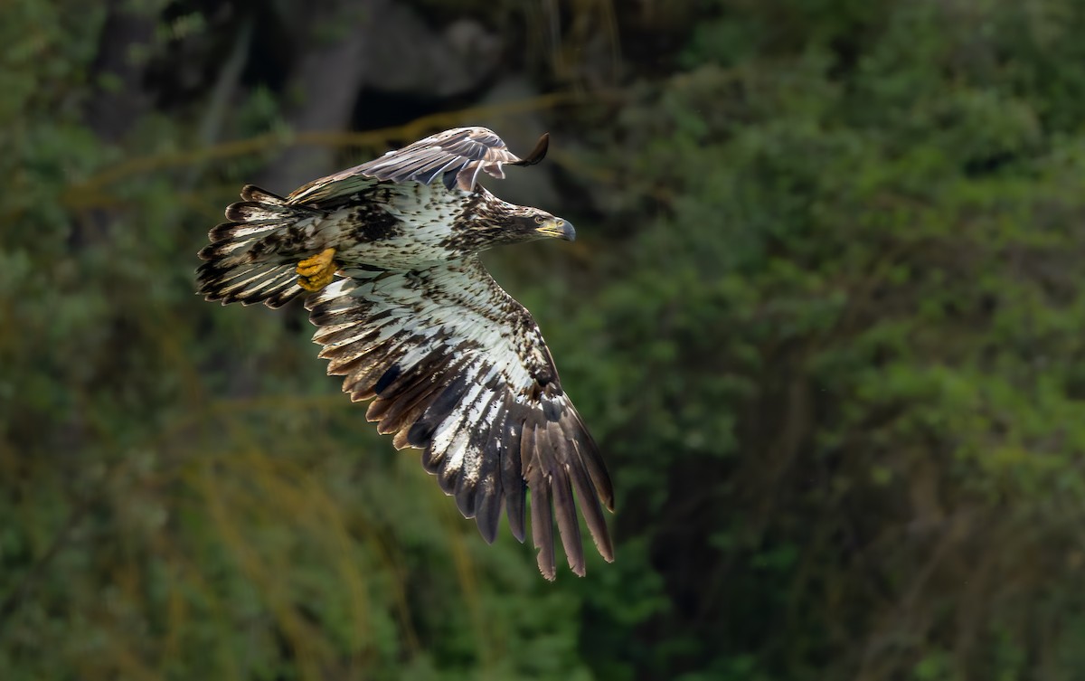 Bald Eagle - ML658894988