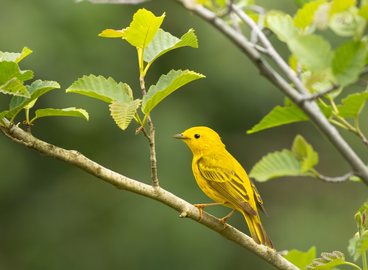 Northern Yellow Warbler - ML658895002