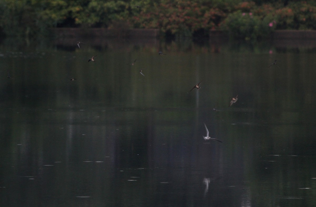 Black Tern - Jeff Ellerbusch