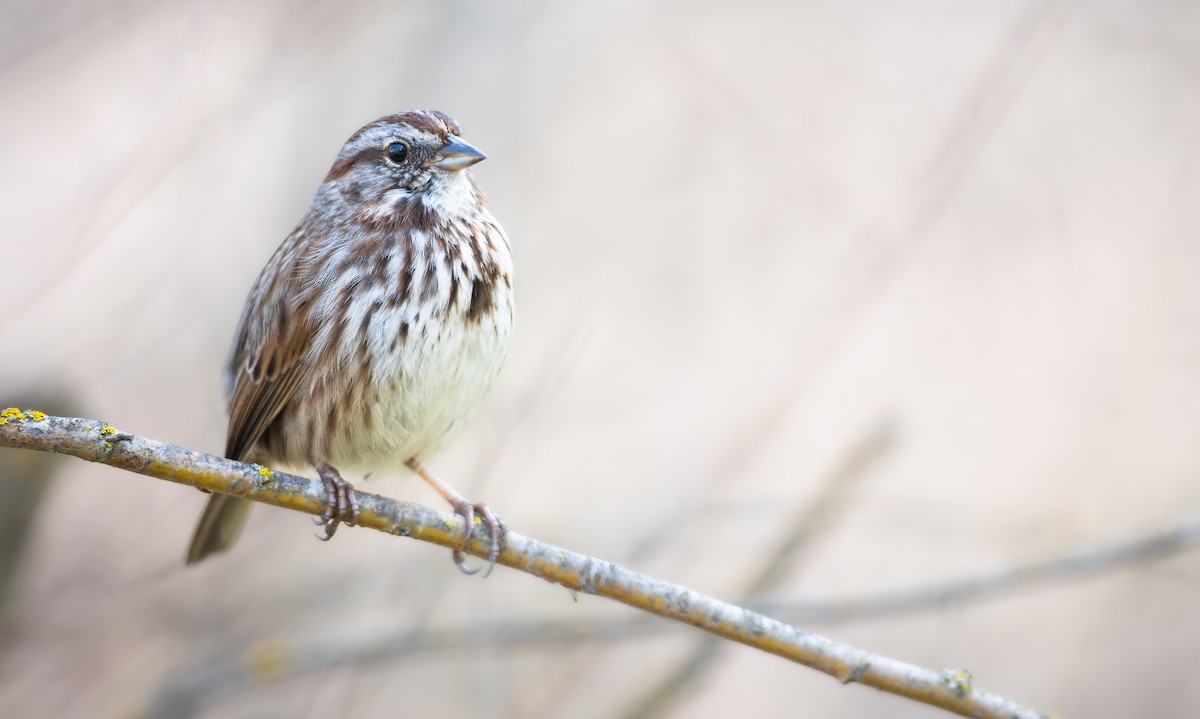 Song Sparrow (montana/merrilli) - ML658895024