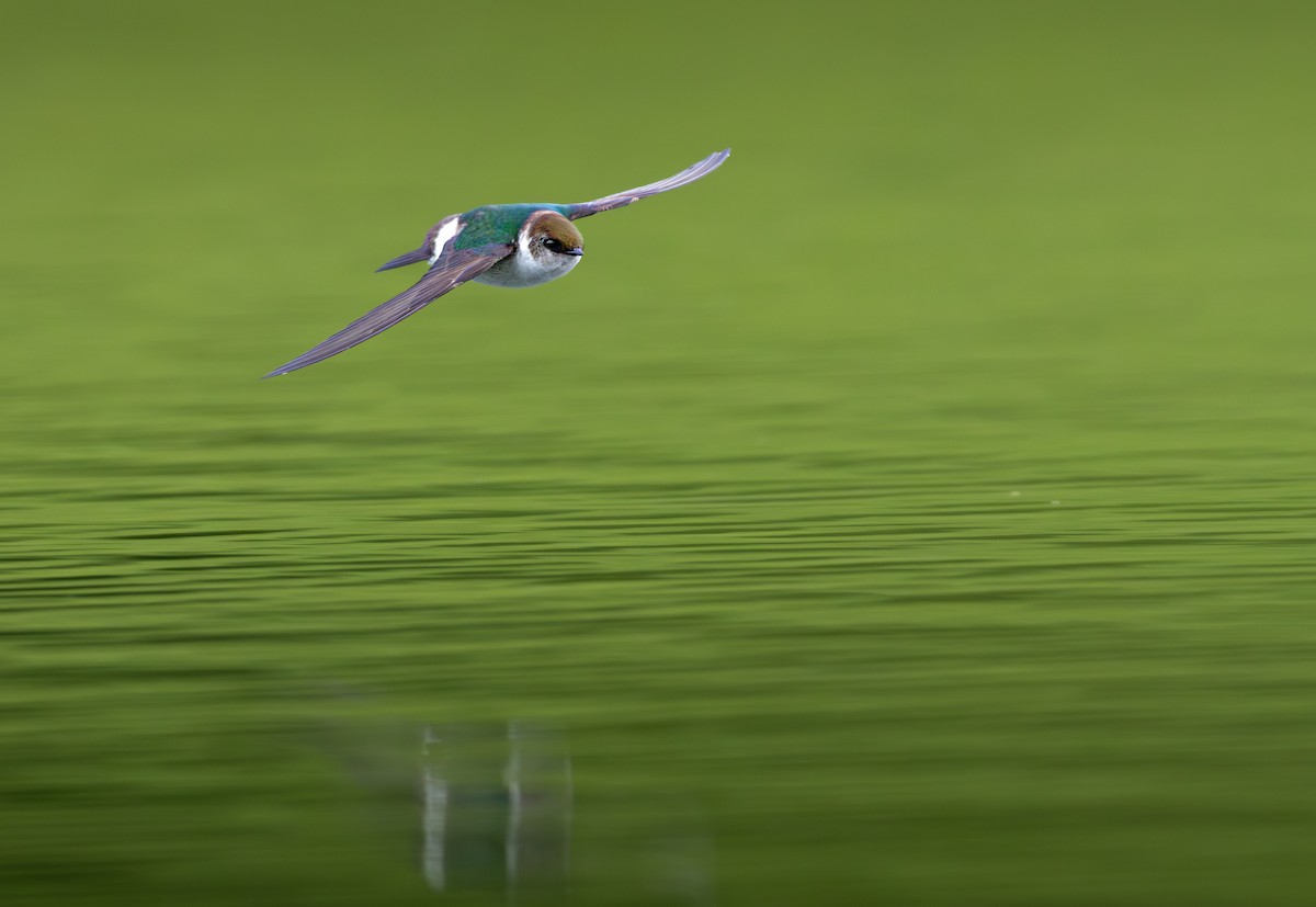 Violet-green Swallow - ML658895056