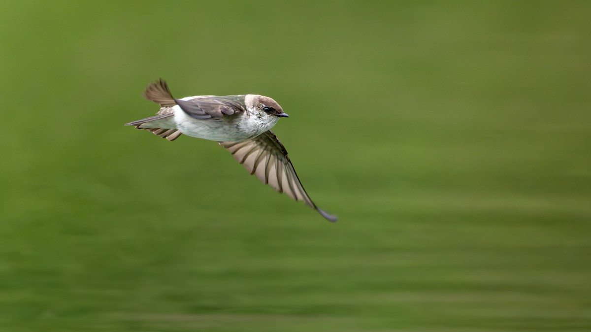 Violet-green Swallow - ML658895074