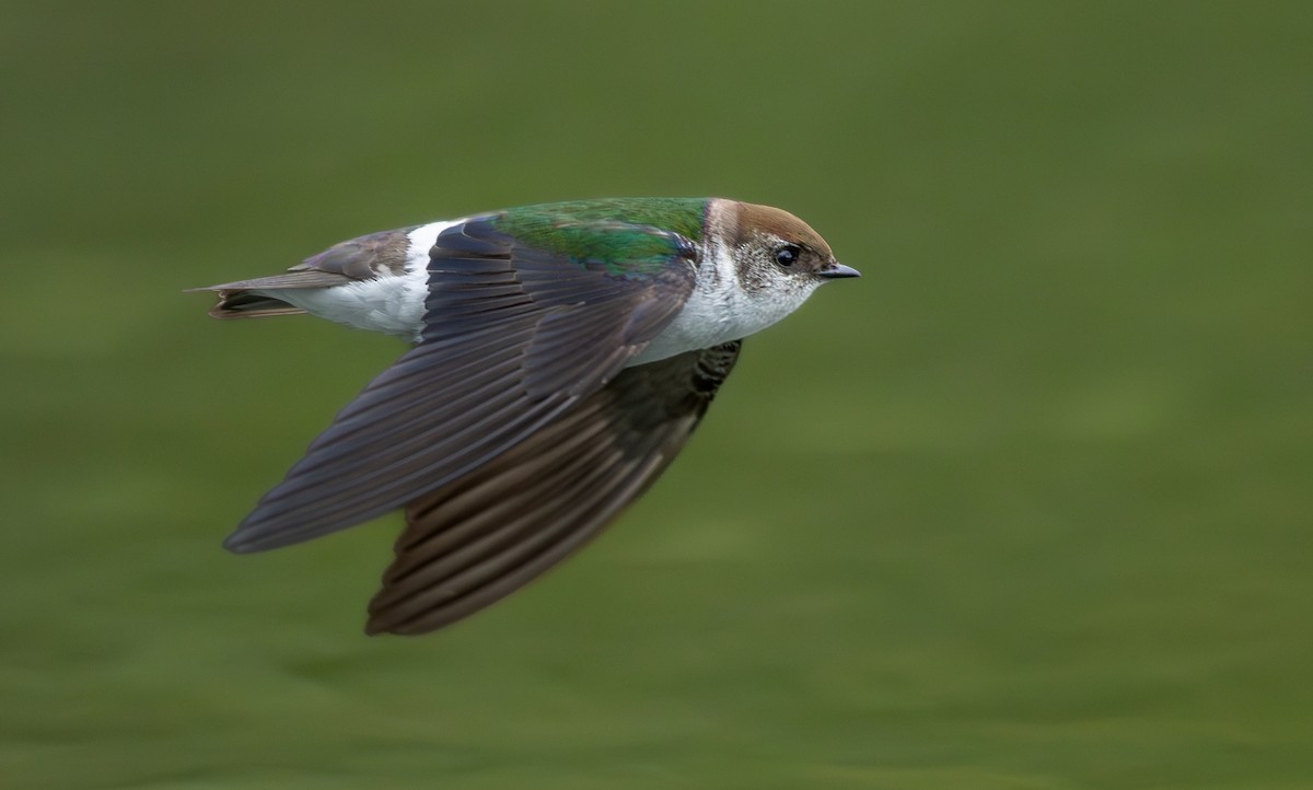 Violet-green Swallow - ML658895075