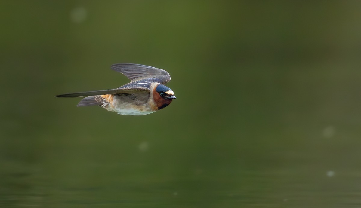 Cliff Swallow (pyrrhonota Group) - ML658895102