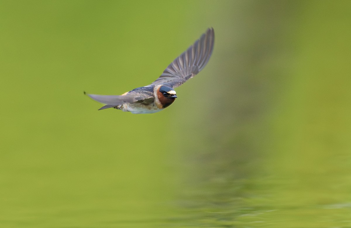 Cliff Swallow (pyrrhonota Group) - ML658895103